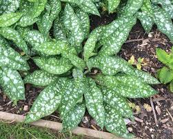 Attēlu rezultāti vaicājumam “Pulmonaria saccharata leaf”