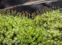 Attēlu rezultāti vaicājumam “Aulacomnium androgynum”