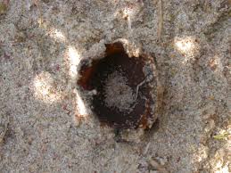 Attēlu rezultāti vaicājumam “Peziza ammophila”