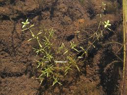 Attēlu rezultāti vaicājumam “Callitriche verna”