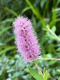 Attēlu rezultāti vaicājumam “Spiraea salicifolia”