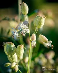 Image result for Silene vulgaris