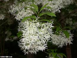 Attēlu rezultāti vaicājumam “Chionanthus virginicus flower”
