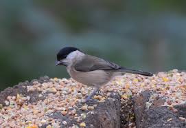 Attēlu rezultāti vaicājumam “Poecile palustris adult”