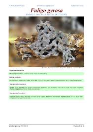 Attēlu rezultāti vaicājumam “Fuligo gyrosa”