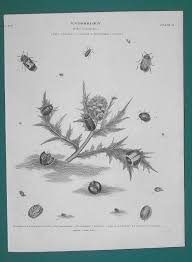 Attēlu rezultāti vaicājumam “Tetratoma ancora”