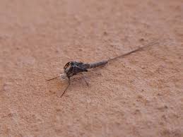 Attēlu rezultāti vaicājumam “exuvia”