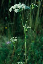 Attēlu rezultāti vaicājumam “Libanotis montana”