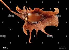 Attēlu rezultāti vaicājumam “Rumex obtusifolius fruit”