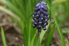 Attēlu rezultāti vaicājumam “Muscari neglectum flower”