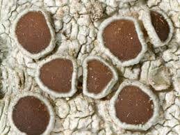 Attēlu rezultāti vaicājumam “Lecanora argentata”