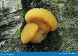 Attēlu rezultāti vaicājumam “Panellus serotinus”