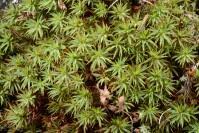 Attēlu rezultāti vaicājumam “Pogonatum dentatum macro”