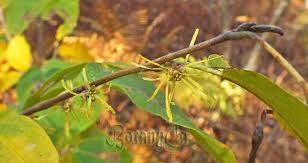 Attēlu rezultāti vaicājumam “Hamamelis virginiana”