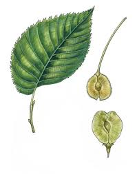 Attēlu rezultāti vaicājumam “Ulmus laevis leaf”