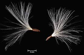 Attēlu rezultāti vaicājumam “Sonchus arvensis subsp. uliginosus fruit”