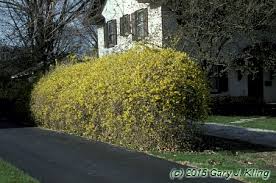Attēlu rezultāti vaicājumam “Forsythia suspensa”