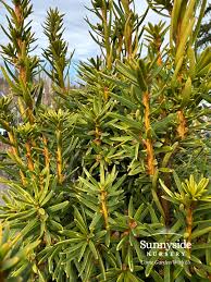 Attēlu rezultāti vaicājumam “Taxus”