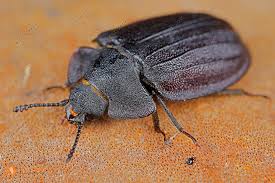 Attēlu rezultāti vaicājumam “Peltis grossa”