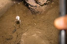 Attēlu rezultāti vaicājumam “Torrubiella arachnophila”