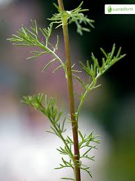 Attēlu rezultāti vaicājumam “Tripleurospermum inodorum leaf”