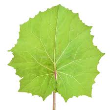 Attēlu rezultāti vaicājumam “Tussilago farfara leaf”