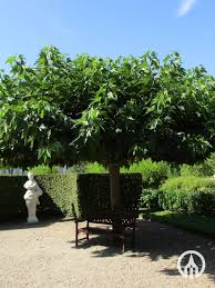 Attēlu rezultāti vaicājumam “Morus alba”