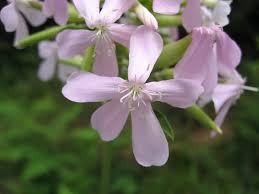 Attēlu rezultāti vaicājumam “Saponaria officinalis”