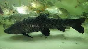 Image result for Mylopharyngodon piceus