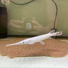 Image result for Lepisosteus osseus