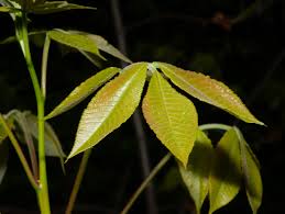 Attēlu rezultāti vaicājumam “Carya ovata leaf”