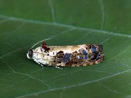 Attēlu rezultāti vaicājumam “Hedya salicella”