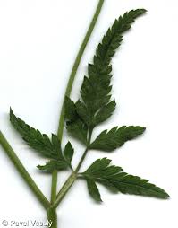 Attēlu rezultāti vaicājumam “Torilis japonica leaf”