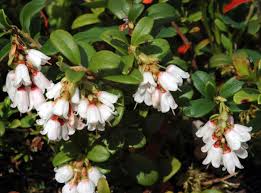 Attēlu rezultāti vaicājumam “Vaccinium vitis-idaea flower”
