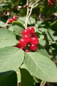 Attēlu rezultāti vaicājumam “Lonicera tatarica fruit”