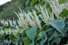 Attēlu rezultāti vaicājumam “Reynoutria japonica flower”
