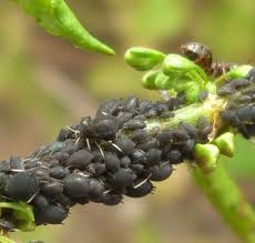 Attēlu rezultāti vaicājumam “Aphis fabae”