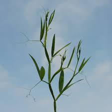 Attēlu rezultāti vaicājumam “Lathyrus latifolius leaf”