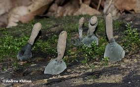 Attēlu rezultāti vaicājumam “Xylaria longipes”