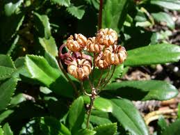 Attēlu rezultāti vaicājumam “Chimaphila umbellata bud”