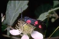 Attēlu rezultāti vaicājumam “Zygaena sp.”