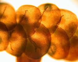 Attēlu rezultāti vaicājumam “Frullania fragilifolia”