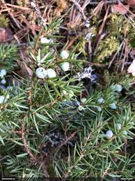 Attēlu rezultāti vaicājumam “Paradiacheopsis rigida spores”