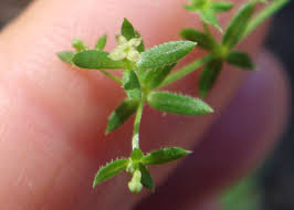 Attēlu rezultāti vaicājumam “Galium schultesii flower”