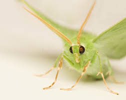 Attēlu rezultāti vaicājumam “Geometra papilionaria”