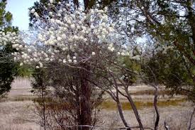 Attēlu rezultāti vaicājumam “Amelanchier canadensis”