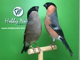 Attēlu rezultāti vaicājumam “Pyrrhula pyrrhula female”