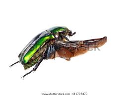 Attēlu rezultāti vaicājumam “Potosia cuprea imago”