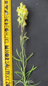 Image result for Linaria vulgaris