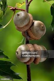 Attēlu rezultāti vaicājumam “Quercus rubra fruit”